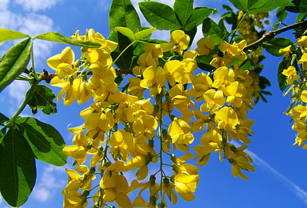 selective focus photography of yellow golden shower flowers thumbnail