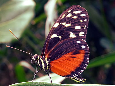 nature, summer, garden, animal thumbnail