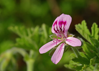 pink petaled flower in soft-focus photography thumbnail