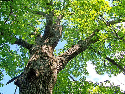 low angle photography of green tree thumbnail