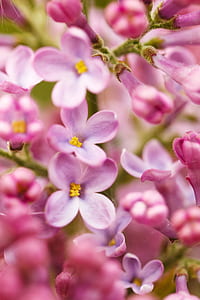 selective focus photography of cherry blossoms thumbnail