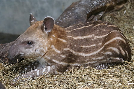 brown and white animal on grass thumbnail