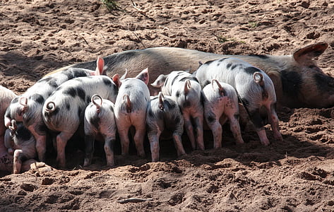 brown pig with piglets feeding thumbnail
