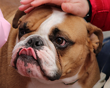 closeup photo of fawn and white English bulldog thumbnail