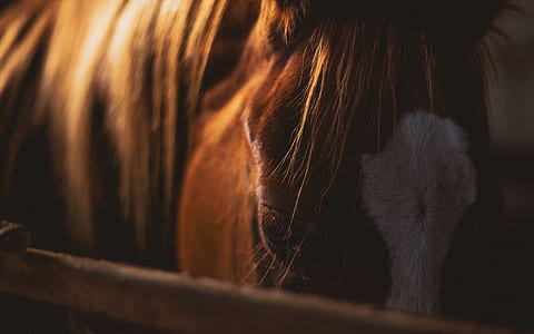 Brown and White Horse thumbnail