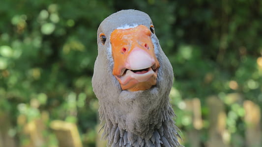gray duck thumbnail