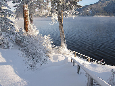 bare trees covered with snow thumbnail