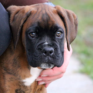 red boxer puppy on focus photo thumbnail