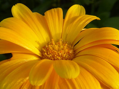 macro photography of yellow daisy flower thumbnail