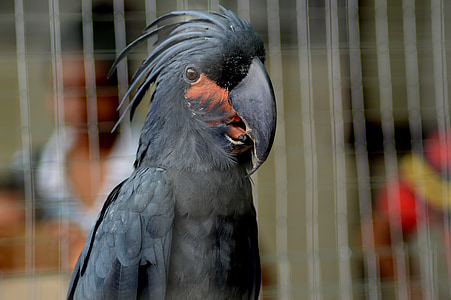 black macaw thumbnail