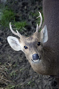 deer in macro photography thumbnail