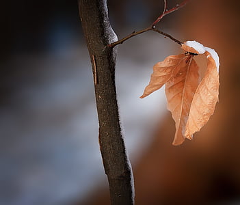 brown leaf with snow in tilt shift photography thumbnail