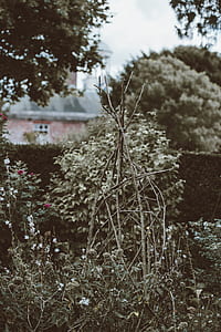 green leafed trees thumbnail