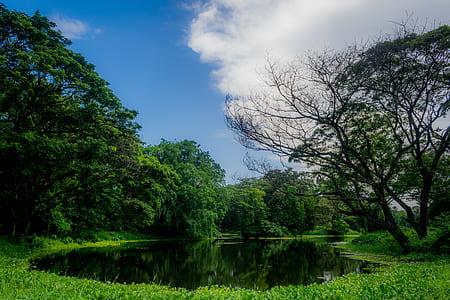 body of water surrounded by trees thumbnail