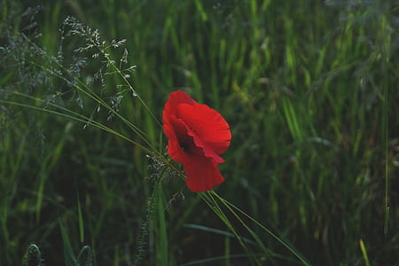 selective focus photography of red poppy flower thumbnail