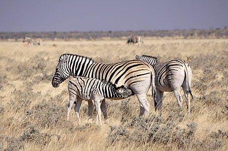 two zebra with foal on grasses thumbnail