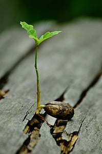 green leaf plant thumbnail