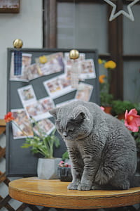 selective focus photography of Russian blue cat facing down thumbnail