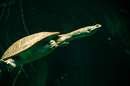 swimming turtle underwater thumbnail