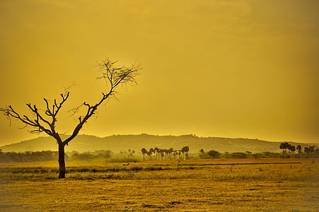black tree under white sky thumbnail