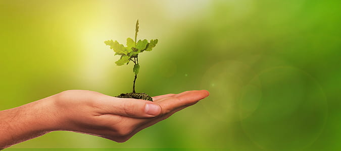 selective focus photography of sapling in human palm thumbnail