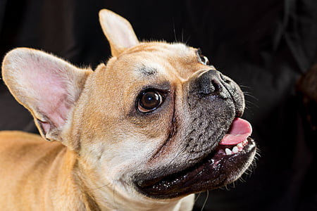 adult tan French bulldog on focus photo thumbnail