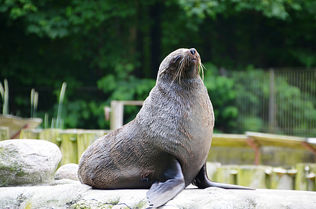 black sea lion on gray stone at daytime thumbnail