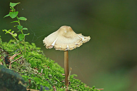 selective focus photography of white mushroom thumbnail