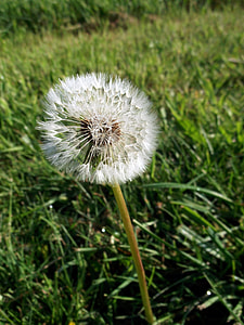 Dandelion, Composites thumbnail