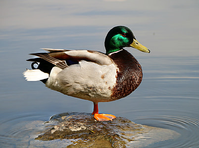 mallard duck standing on brown stone during daytime thumbnail