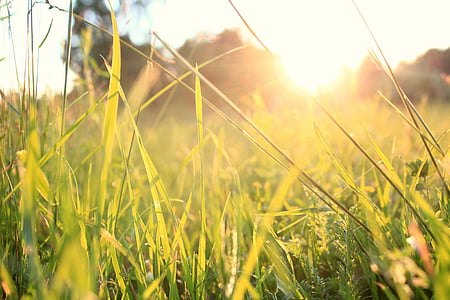 selective focus photo of grass field thumbnail