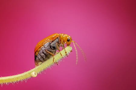 brown bug in closeup photo thumbnail