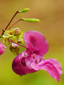 Indian Springkraut, Himalayan Balsam thumbnail