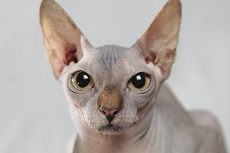 depth field photography of sphynx thumbnail