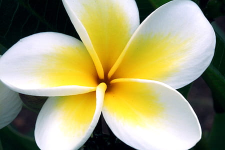 spring, flower, bloom, flora thumbnail