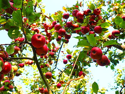apple tree at daytime thumbnail