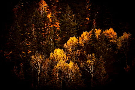 brown trees thumbnail
