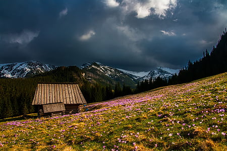 brown wooden house surrounded by green grass field during daytime thumbnail