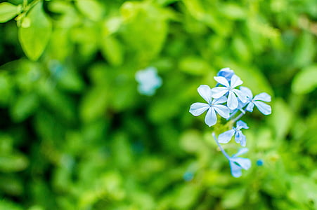shallow focus photography of blue flowers thumbnail