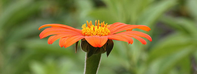 orange Mexican sunflower in bloom thumbnail