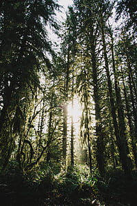 low-angle photography of green leaf trees at daytime thumbnail