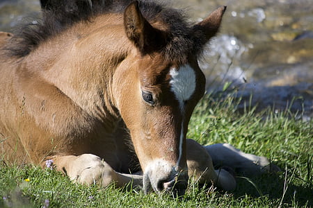 brown horse laying on grass thumbnail