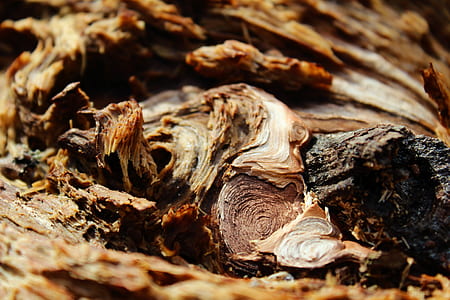 brown woods in close-up photo thumbnail