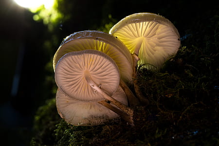 selective focus photography of brown mushrooms thumbnail