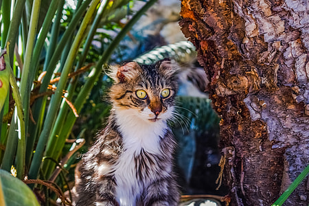 selective focus of wild cat thumbnail