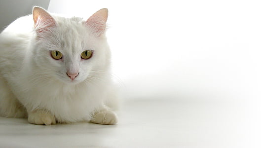 white cat on white panel thumbnail
