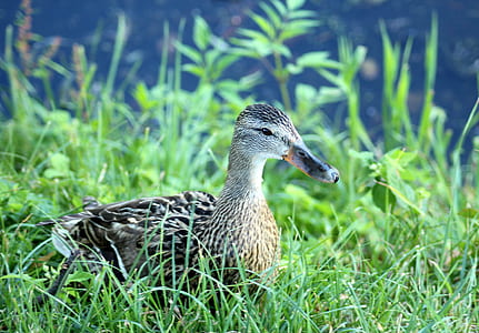 black and grey duck on green grass thumbnail