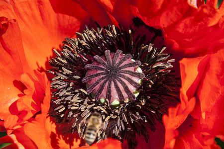 Ornamental Poppies, Half Rosette Plant thumbnail