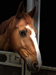 shallow focus photography of brown and white horse thumbnail