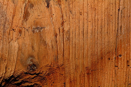 brown tree bark thumbnail